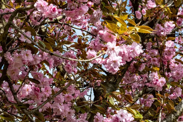 Bahar mevsiminde ağaç dallarında güzel çiçekler         