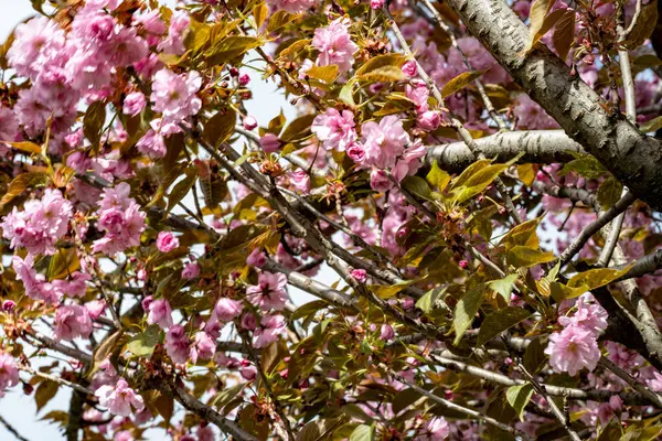 Bahar mevsiminde ağaç dallarında güzel çiçekler         