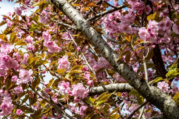 Bahar mevsiminde ağaç dallarında güzel çiçekler         
