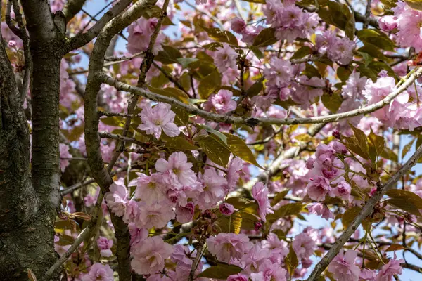 Bahar mevsiminde ağaç dallarında güzel çiçekler         