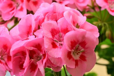 Bahçede bir demet güzel pembe Pelargonium çiçekleri