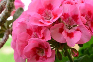 Bahçede bir demet güzel pembe Pelargonium çiçekleri