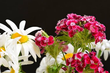 Bir buket pembe dianthus barbatus, tatlı William, ve beyaz papatya çiçekleri.