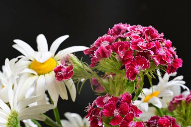 Bir buket pembe dianthus barbatus, tatlı William, ve beyaz papatya çiçekleri.