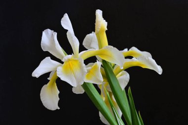 Güzel çiçek açan iris çiçeklerinin yakın plan görüntüsü 