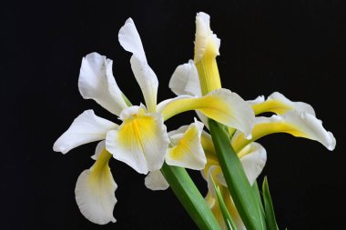 Güzel çiçek açan iris çiçeklerinin yakın plan görüntüsü 