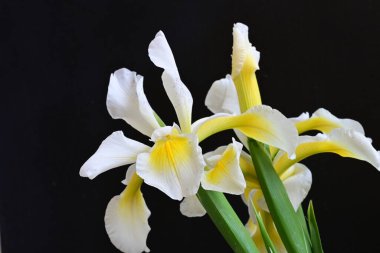 Güzel çiçek açan iris çiçeklerinin yakın plan görüntüsü 