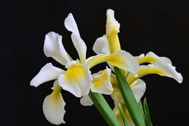 Güzel çiçek açan iris çiçeklerinin yakın plan görüntüsü 