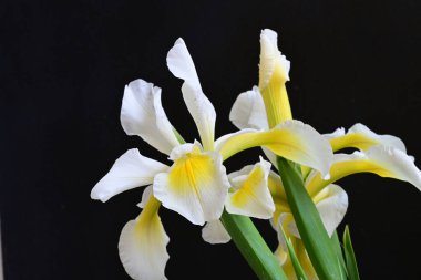 Güzel çiçek açan iris çiçeklerinin yakın plan görüntüsü 