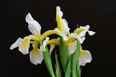 Güzel çiçek açan iris çiçeklerinin yakın plan görüntüsü 