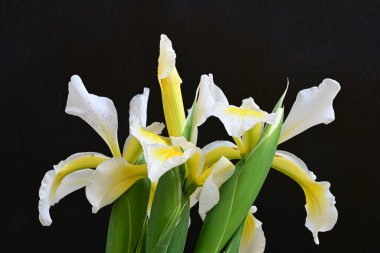 Güzel çiçek açan iris çiçeklerinin yakın plan görüntüsü 