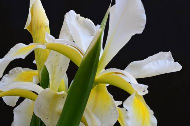 Güzel çiçek açan iris çiçeklerinin yakın plan görüntüsü 