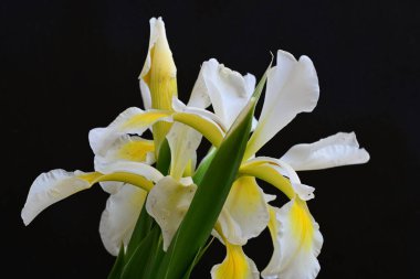 Güzel çiçek açan iris çiçeklerinin yakın plan görüntüsü 