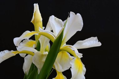 Güzel çiçek açan iris çiçeklerinin yakın plan görüntüsü 