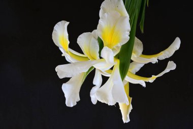 Güzel çiçek açan iris çiçeklerinin yakın plan görüntüsü 