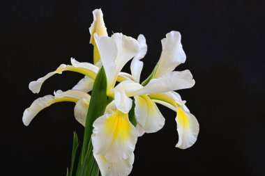 Güzel çiçek açan iris çiçeklerinin yakın plan görüntüsü 