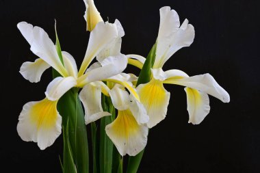 Güzel çiçek açan iris çiçeklerinin yakın plan görüntüsü 