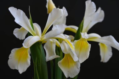 Güzel çiçek açan iris çiçeklerinin yakın plan görüntüsü 