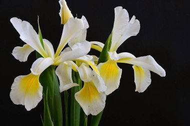 Güzel çiçek açan iris çiçeklerinin yakın plan görüntüsü 