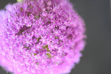 Bahçedeki güzel mor çiçek