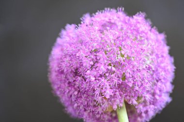 Bahçedeki güzel mor çiçek