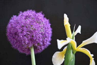 Bahçedeki güzel mor çiçek