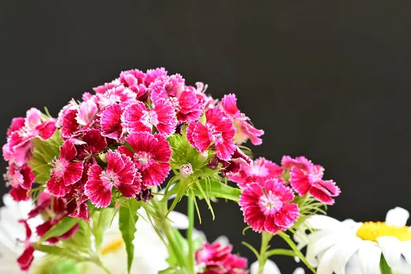 Renkli kasımpatı çiçekleri siyah arkaplanda beyaz kapta, kopyalama alanı, üst görünüm.