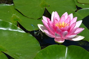 Gölette büyüyen nilüfer çiçeği