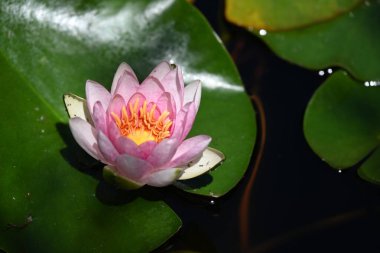 Gölette büyüyen nilüfer çiçeği