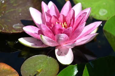 Gölette büyüyen nilüfer çiçeği