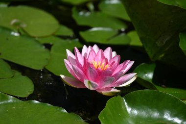 Gölette büyüyen nilüfer çiçeği