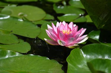 Gölette büyüyen nilüfer çiçeği