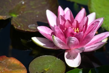 Gölette büyüyen nilüfer çiçeği