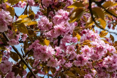 Bahar mevsiminde ağaç dallarında güzel çiçekler         
