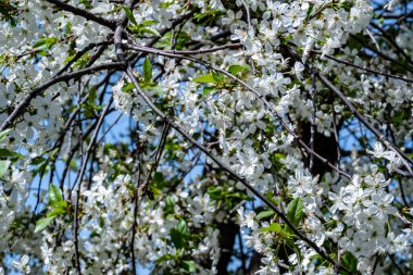 Bahar mevsiminde ağaç dallarında güzel çiçekler         