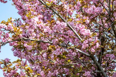 Bahar mevsiminde ağaç dallarında güzel çiçekler         