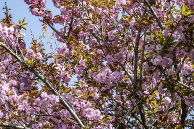 Bahar mevsiminde ağaç dallarında güzel çiçekler         