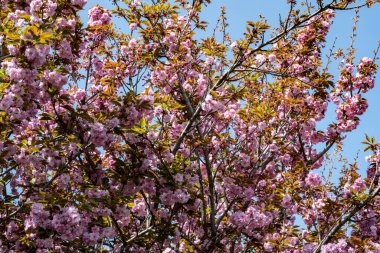 Bahar mevsiminde ağaç dallarında güzel çiçekler         