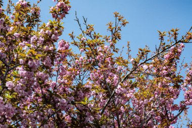 Bahar mevsiminde ağaç dallarında güzel çiçekler         