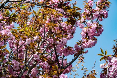 Bahar mevsiminde ağaç dallarında güzel çiçekler         