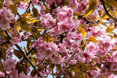 Bahar mevsiminde ağaç dallarında güzel çiçekler         