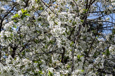 Bahar mevsiminde ağaç dallarında güzel çiçekler         