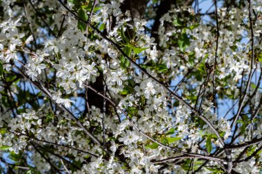 Bahar mevsiminde ağaç dallarında güzel çiçekler         