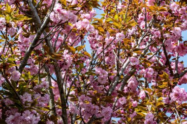 Bahar mevsiminde ağaç dallarında güzel çiçekler         