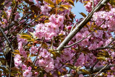Bahar mevsiminde ağaç dallarında güzel çiçekler         