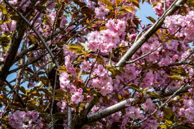 Bahar mevsiminde ağaç dallarında güzel çiçekler         