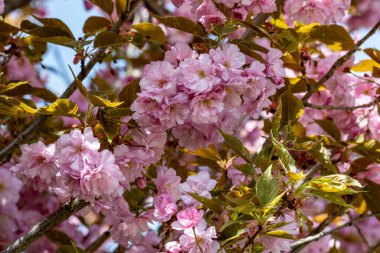 Bahar mevsiminde ağaç dallarında güzel çiçekler         