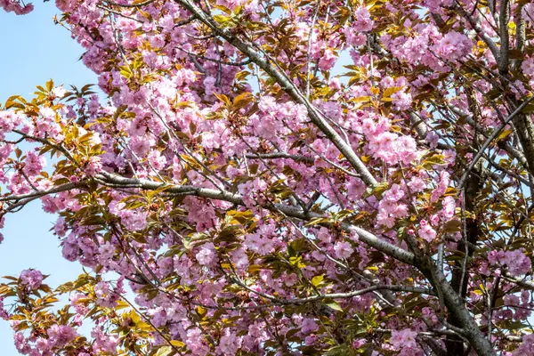 Bahar mevsiminde ağaç dallarında güzel çiçekler         