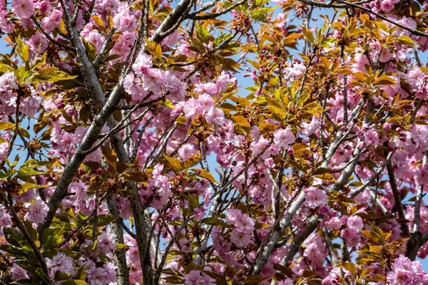 Bahar mevsiminde ağaç dallarında güzel çiçekler         
