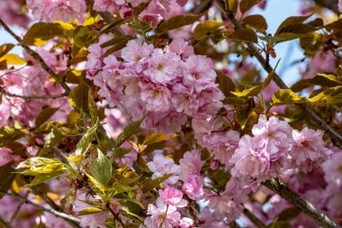 Bahar mevsiminde ağaç dallarında güzel çiçekler         
